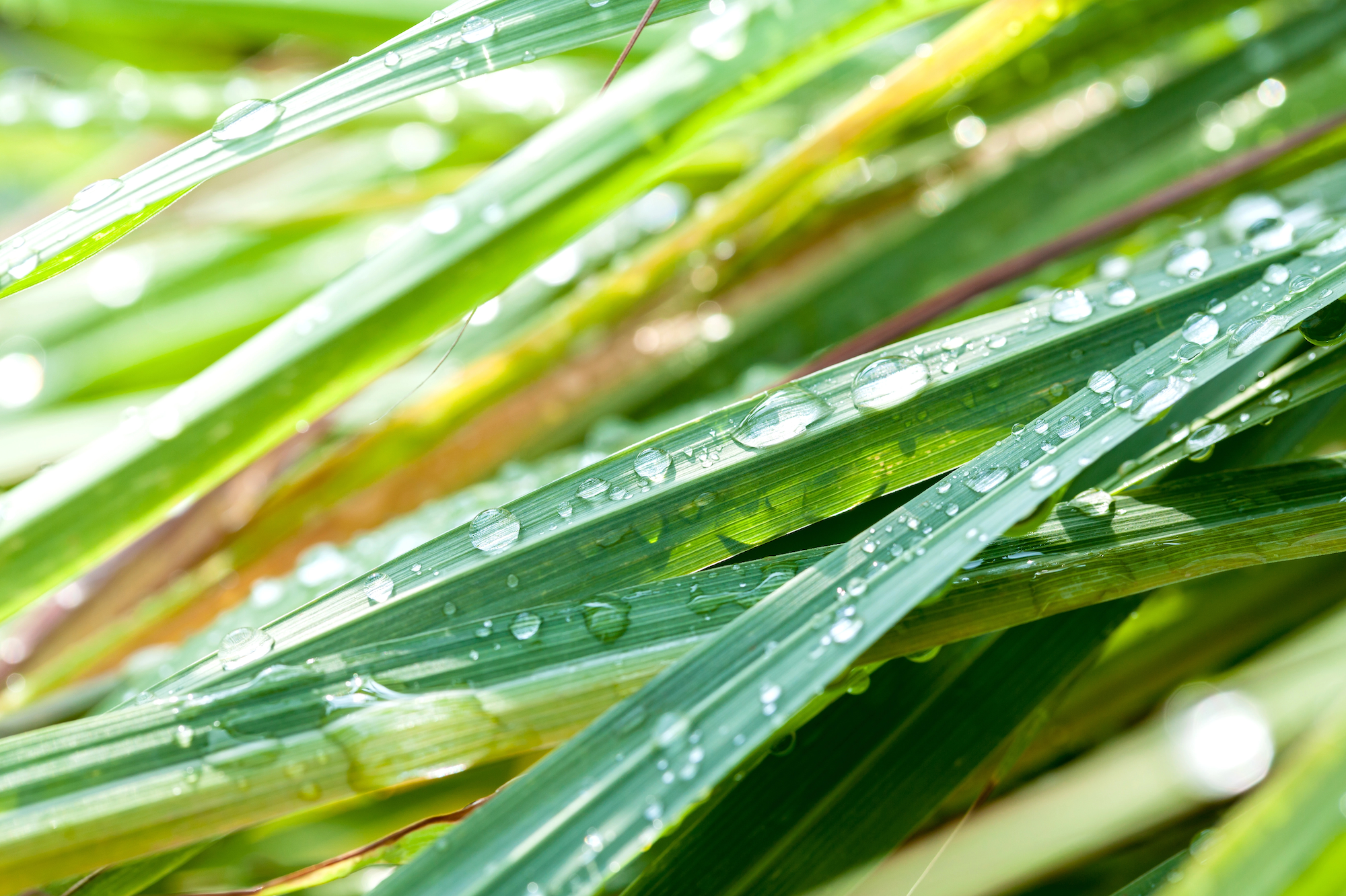 Lemongrass